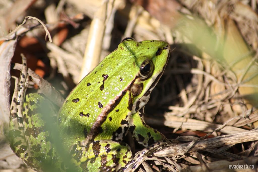 Wildlife in Delta Dunarii - Crisan | 2